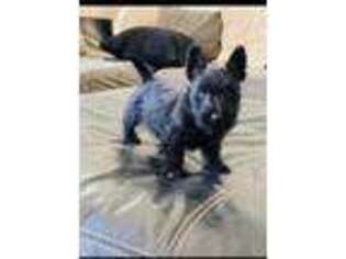 Scottish Terrier Puppy for sale in Denver, CO, USA