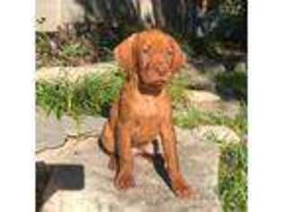 Vizsla Puppy for sale in East Bernard, TX, USA