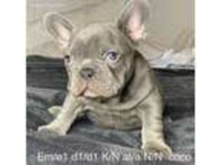French Bulldog Puppy for sale in Winters, CA, USA