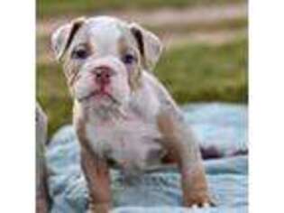 Bulldog Puppy for sale in Anderson, MO, USA