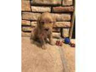 Labradoodle Puppy for sale in Chillicothe, IL, USA