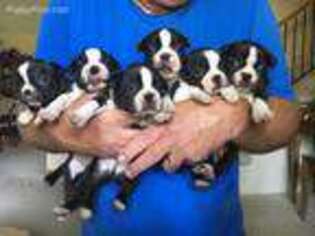 Boston Terrier Puppy for sale in Wichita, KS, USA