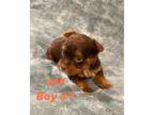 Yorkshire Terrier Puppy for sale in Lubbock, TX, USA