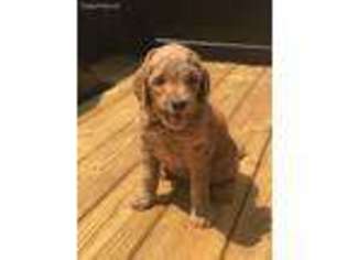 Goldendoodle Puppy for sale in Ozark, AL, USA