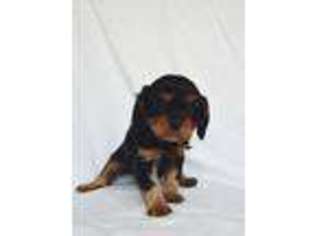 Cavalier King Charles Spaniel Puppy for sale in Gresham, OR, USA