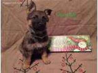 German Shepherd Dog Puppy for sale in Champaign, IL, USA