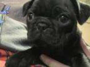 Pug Puppy for sale in Windsor, CA, USA