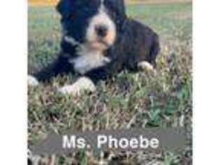 Mutt Puppy for sale in Oxford, AR, USA