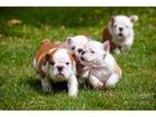 Bulldog Puppy for sale in Fort Wayne, IN, USA