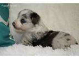 Miniature Australian Shepherd Puppy for sale in Noxapater, MS, USA