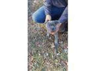 Cane Corso Puppy for sale in Greenville, NC, USA