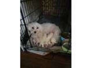 Maltese Puppy for sale in Newaygo, MI, USA