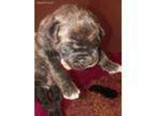 Cane Corso Puppy for sale in Concord, VA, USA