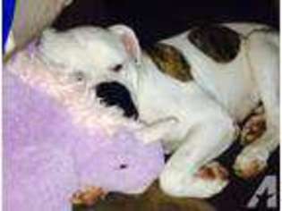 American Bulldog Puppy for sale in BOTHELL, WA, USA