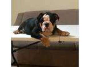 Bulldog Puppy for sale in Crestview, FL, USA