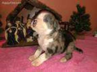 Alapaha Blue Blood Bulldog Puppy for sale in Summersville, WV, USA