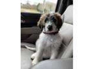 Saint Berdoodle Puppy for sale in Knoxville, TN, USA