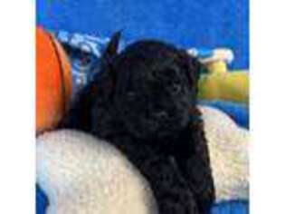 Shih-Poo Puppy for sale in Canon City, CO, USA