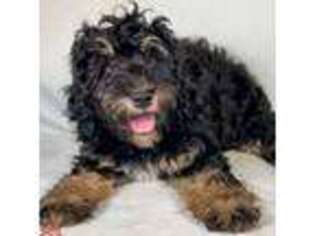 Springerdoodle Puppy for sale in Los Angeles, CA, USA
