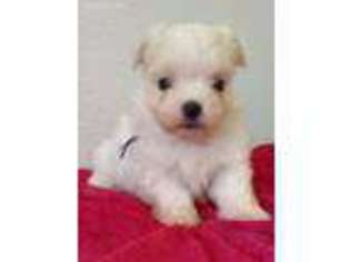 Maltese Puppy for sale in Sacramento, CA, USA