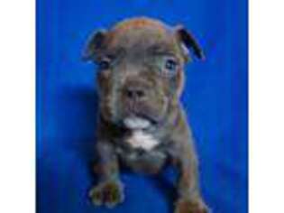 American Bulldog Puppy for sale in Frankenmuth, MI, USA
