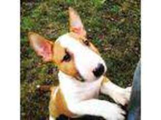 Bull Terrier Puppy for sale in Rochester, MN, USA