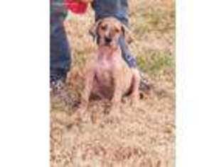 Great Dane Puppy for sale in Neodesha, KS, USA