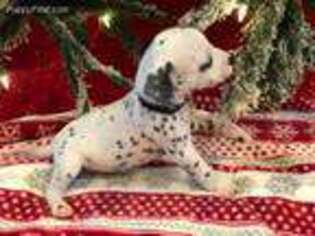 Dalmatian Puppy for sale in Fred, TX, USA