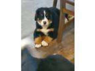 Bernese Mountain Dog Puppy for sale in Mountain Grove, MO, USA