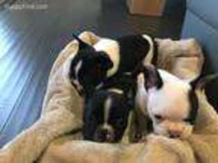 French Bulldog Puppy for sale in Leesburg, VA, USA