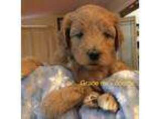Goldendoodle Puppy for sale in Hubbardston, MA, USA