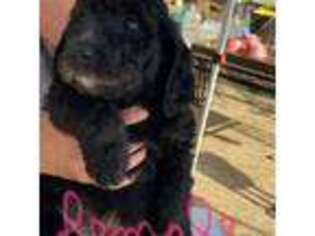Labradoodle Puppy for sale in Cochise, AZ, USA