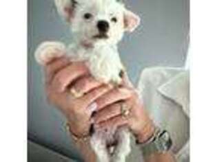 Chinese Crested Puppy for sale in Natick, MA, USA