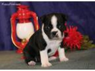 Boston Terrier Puppy for sale in Ephrata, PA, USA