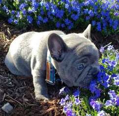 French Bulldog Puppy for sale in Lincoln, NE, USA