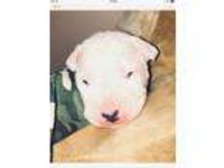 Dogo Argentino Puppy for sale in Tampa, FL, USA
