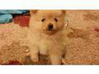 Pomeranian Puppy for sale in Panama City Beach, FL, USA