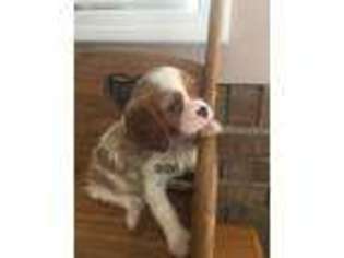 Cavalier King Charles Spaniel Puppy for sale in Grove City, OH, USA