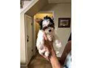 Biewer Terrier Puppy for sale in Aransas Pass, TX, USA