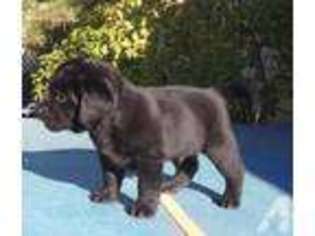 Labrador Retriever Puppy for sale in CARSON CITY, NV, USA