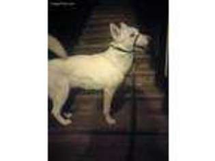 Siberian Husky Puppy for sale in Newport News, VA, USA