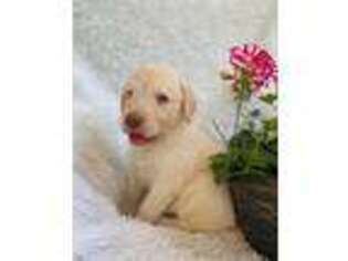 Labradoodle Puppy for sale in Auburn, KY, USA