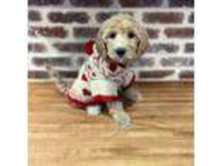 Goldendoodle Puppy for sale in Colbert, GA, USA
