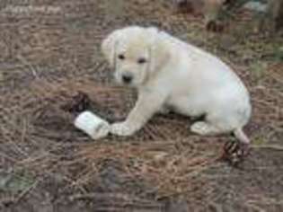Labrador Retriever Puppy for sale in Washougal, WA, USA