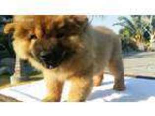 Chow Chow Puppy for sale in Bakersfield, CA, USA