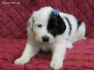 Newfoundland Puppy for sale in Andover, MN, USA