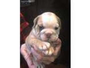 Bulldog Puppy for sale in Mount Holly, NC, USA