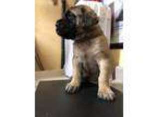 Mastiff Puppy for sale in Calabasas, CA, USA