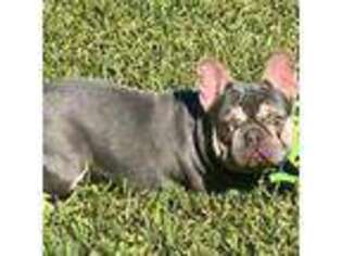 French Bulldog Puppy for sale in Lewisville, TX, USA