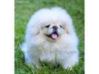 Pekingese Puppy for sale in Orlando, FL, USA